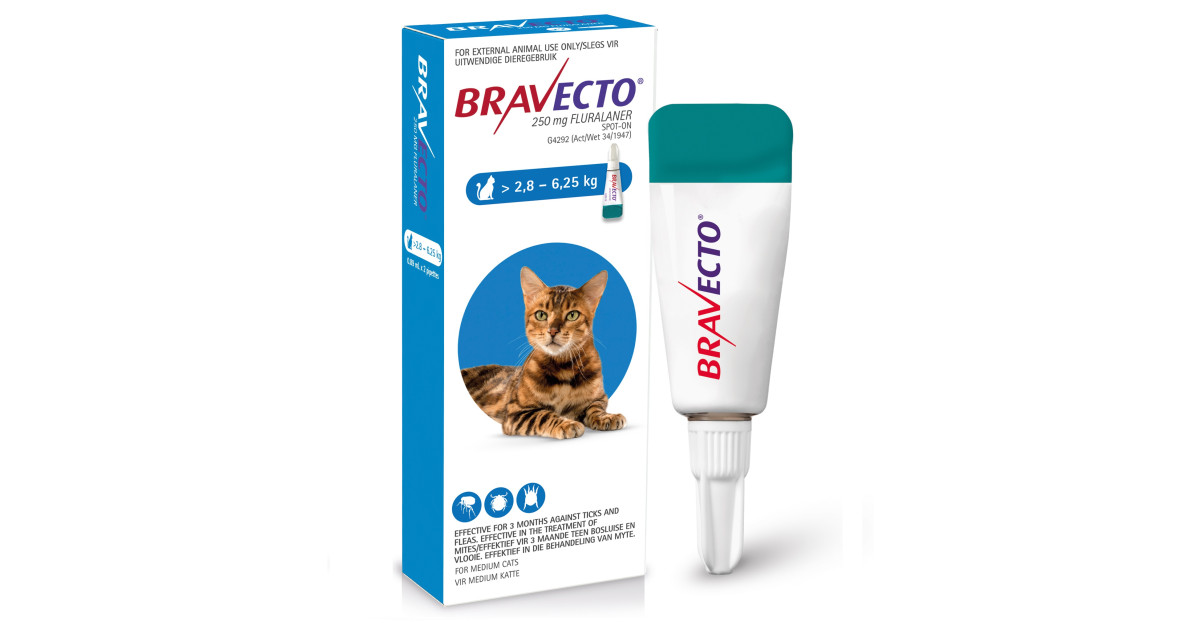 Bravecto For Cats Amazon Bravecto For Cats Amazon
