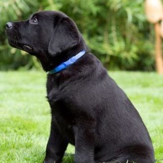 adaptil dog collar
