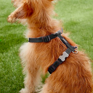 honing Bot bundel Pet Heaven | Buy Red Dingo Online in South Africa | RedDingo Dog  Harness-Black| Pet Heaven Online Pet Store