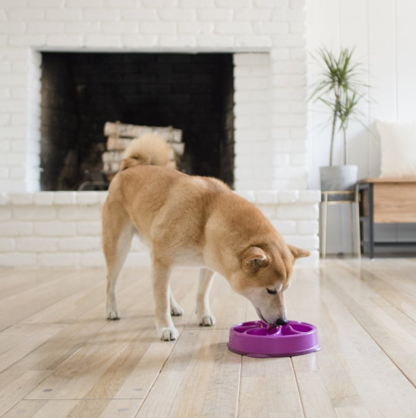 outward hound size chart