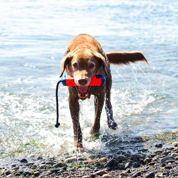 chuckit amphibious bumper